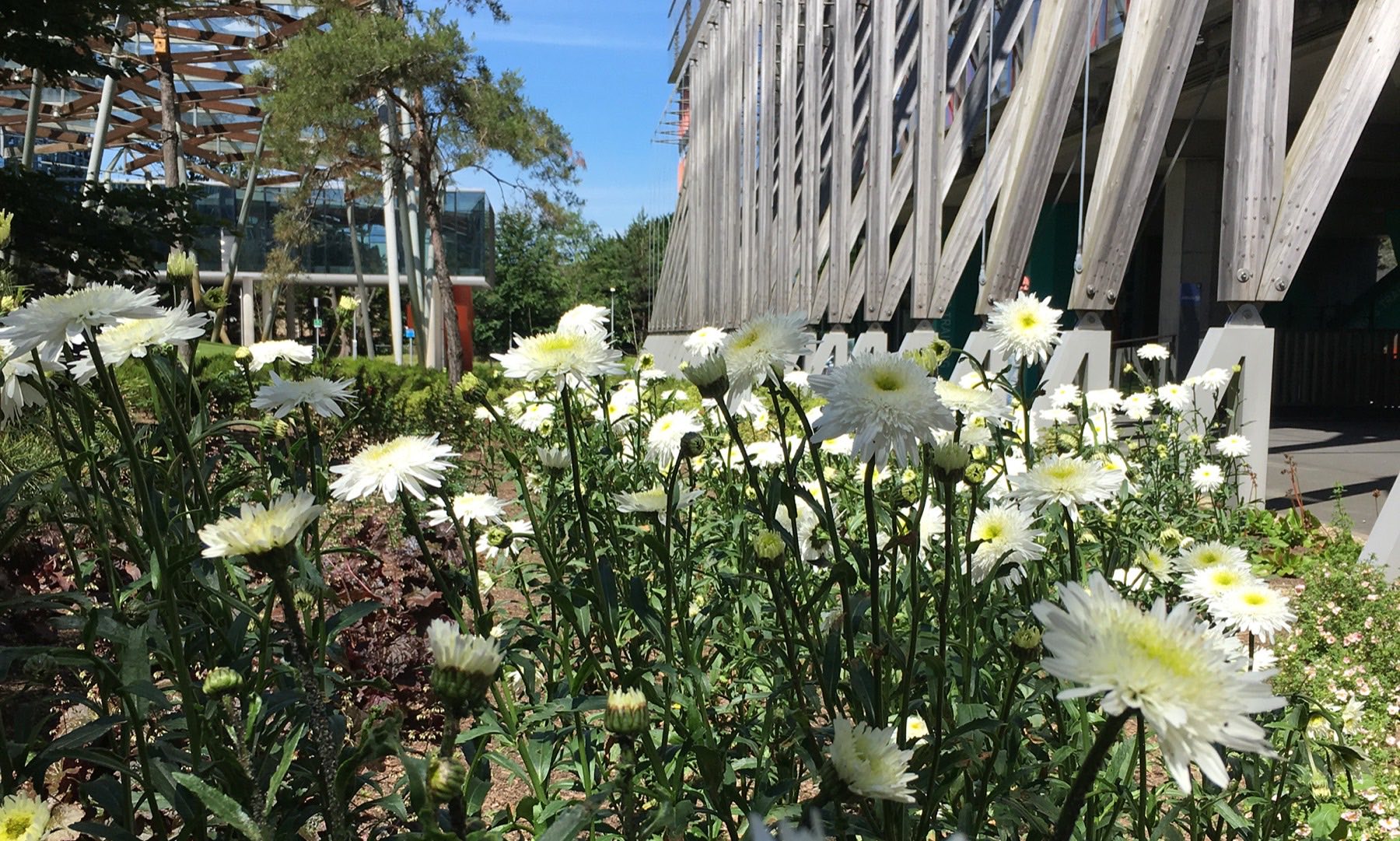 Daisies in the campus gardens with the buildings behind